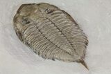Large, Dalmanites - Classic New York Trilobite #68091-3